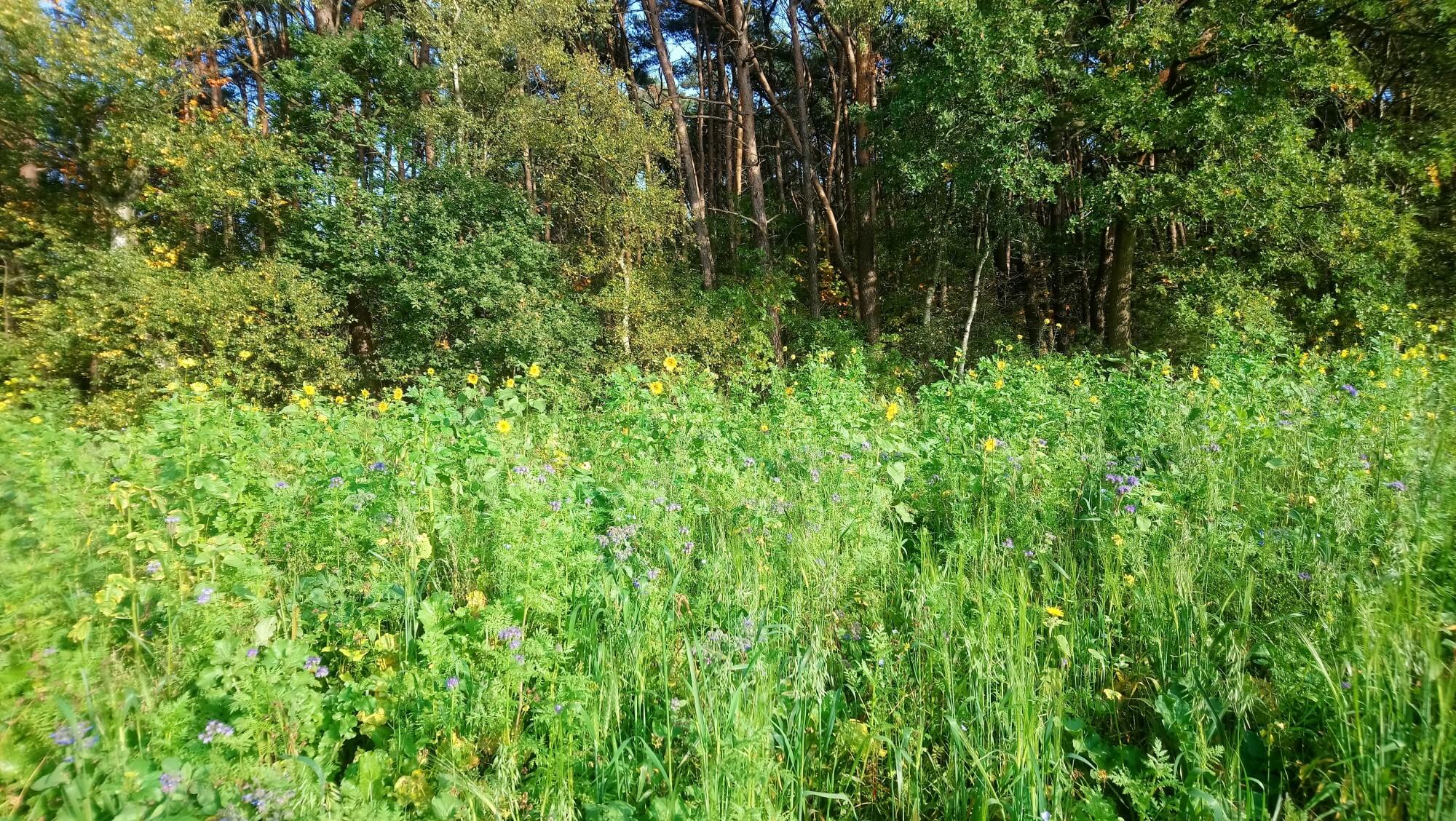 Boomplantactie Den Diel Dessel