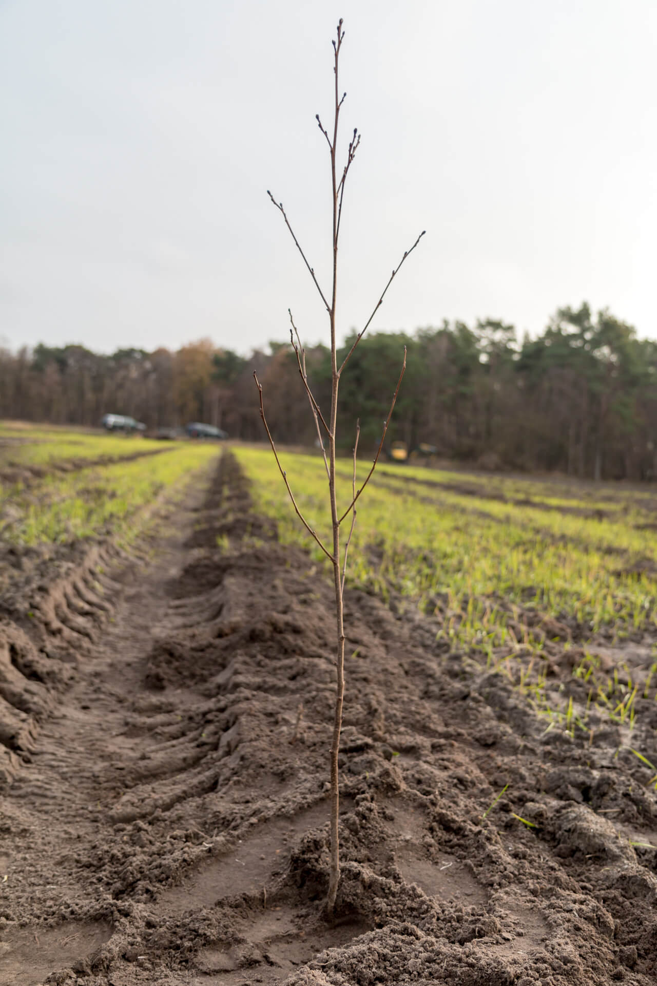 Boomplantactie Den Diel Dessel