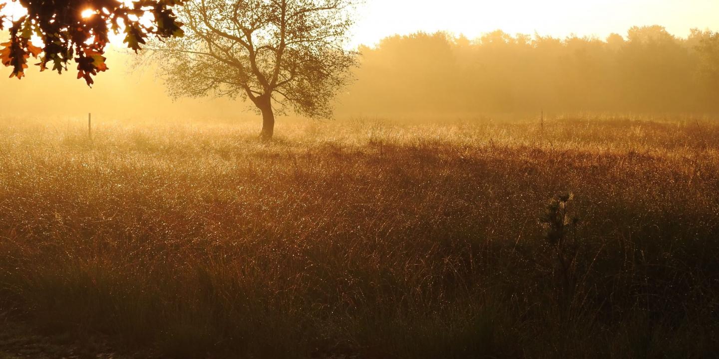 Copyright: Roger Damen