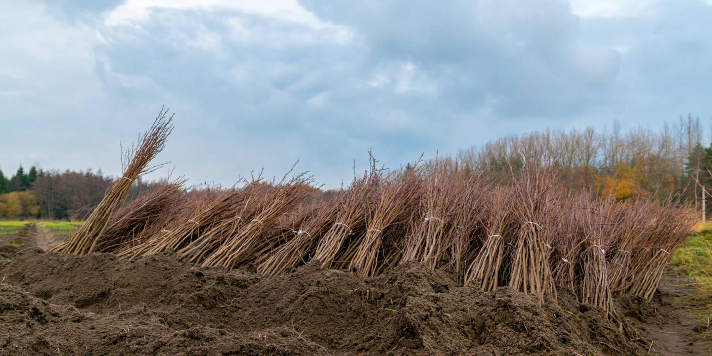 Boomplantactie Den Diel Dessel