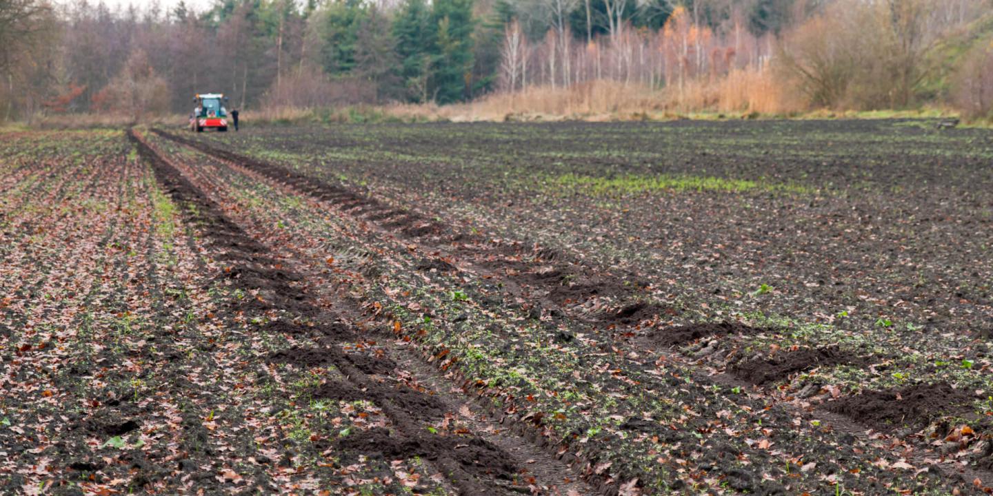 Boomplantactie Den Diel Dessel