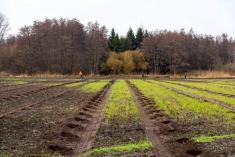 Boomplantactie Den Diel Dessel