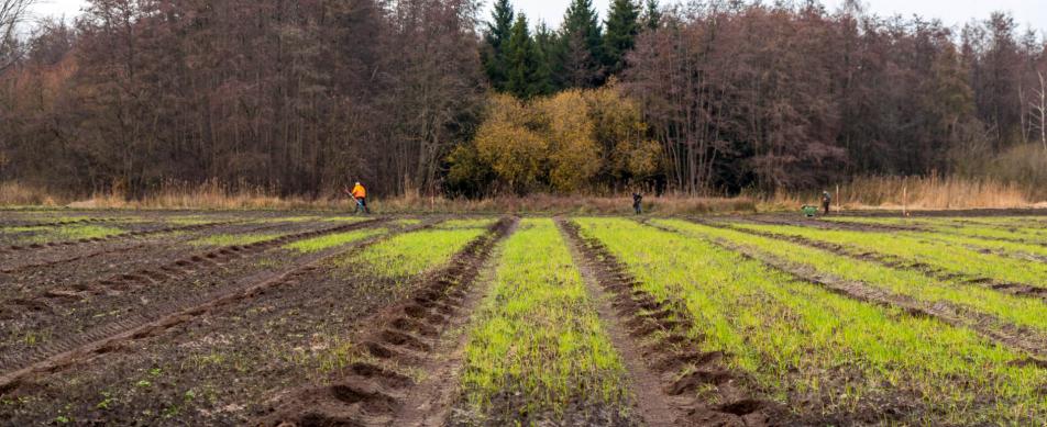 Boomplantactie Den Diel Dessel